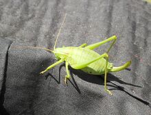 Isophya kraussii.jpg