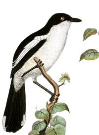 Laniarius bicolor sticturus.jpg