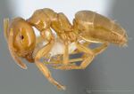 Lasius flavus casent0005406 profile 1.jpg