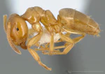 Lasius flavus casent0005406 profile 1.jpg
