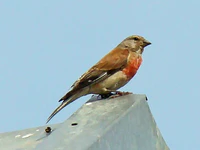 Linnet-Mindaugas Urbonas-3.jpg
