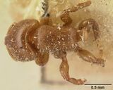 Melissotarsus insularis casent0101094 dorsal 1.jpg