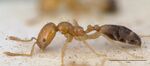 Monomorium destructor casent0008623 profile 1.jpg