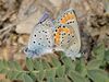 Plebejus pylaon nichollae copulation 1.jpg