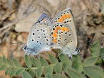 Plebejus pylaon nichollae copulation 1.jpg