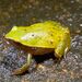 Plethodontohyla notosticta.jpg