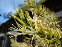 Starr 080417-4075 Dracaena marginata.jpg