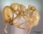 Tranopelta gilva casent0010793 profile 1.jpg