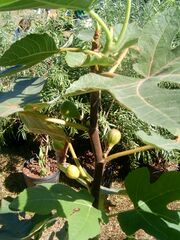 Завязи инжира.JPG