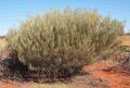 Acacia ramulosa shrub.jpg