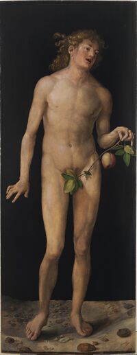 Albrecht Dürer - Adam.jpg