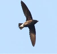Brown-backedNeedletail.jpg