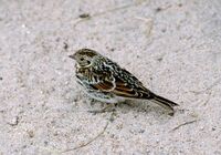 Calcarius lapponicus (female) 1996-07-25.jpg