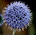 Echinops ritro ENBLA02.jpg