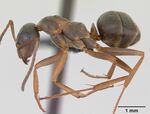 Formica cunicularia casent0173175 profile 1.jpg