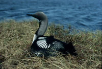 Gavia arctica1.jpg