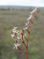 Goniolimon graminifolium.JPG