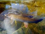 Grayling Thymallus thymallus.JPG