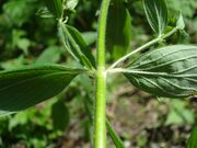 Hypericum hirsutum2 W.jpg