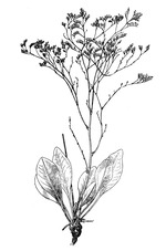 Limonium czurjukiense.tif