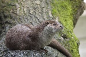 Loutre d'Europe.JPG