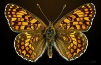 Melitaea phoebe MHNT CUT 2013 29 Flotte male dorsal.jpg