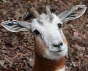 Mhorr Gazelle Close Up.jpg