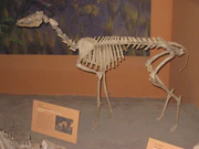 Poebrotherium sp. - National Museum of Natural History - IMG 2016.JPG