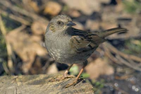 Prunella modularis02.jpg