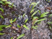 Pyrossia confluens