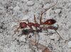 Red Bull Ant Sand.JPG