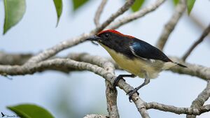 Scarlet-backed flowerpecker Gosaba Sundarban.jpg
