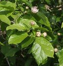Sinocalycanthus chinensis.jpg