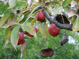 Starr 080305-3293 Sterculia foetida.jpg