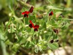 Tetragonolobus purpureus (plant).jpg