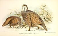 Tetraogallus caspius.jpg