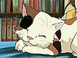 Shami neko 1.jpg