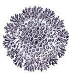 Изображение&nbsp;(недоступная ссылка) леукокарпии биаторовой