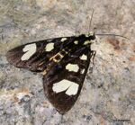 Mimeusemia persimilis in nature.jpg