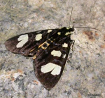 Mimeusemia persimilis in nature.jpg