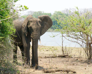 Elephant at Majete wildlife reserve (15073475793).jpg