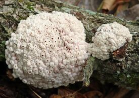 Микростома скученная (начальная стадия развития)