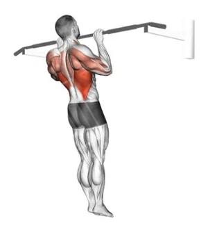 Классические подтягивания прямым хватом.jpg