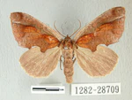 Rosama Ornata ps.jpg