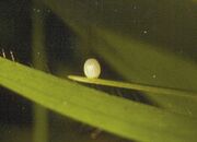 Erebia aet egg.jpg