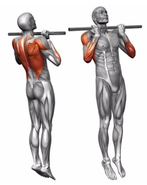 Подтягивания обратным хватом.jpg