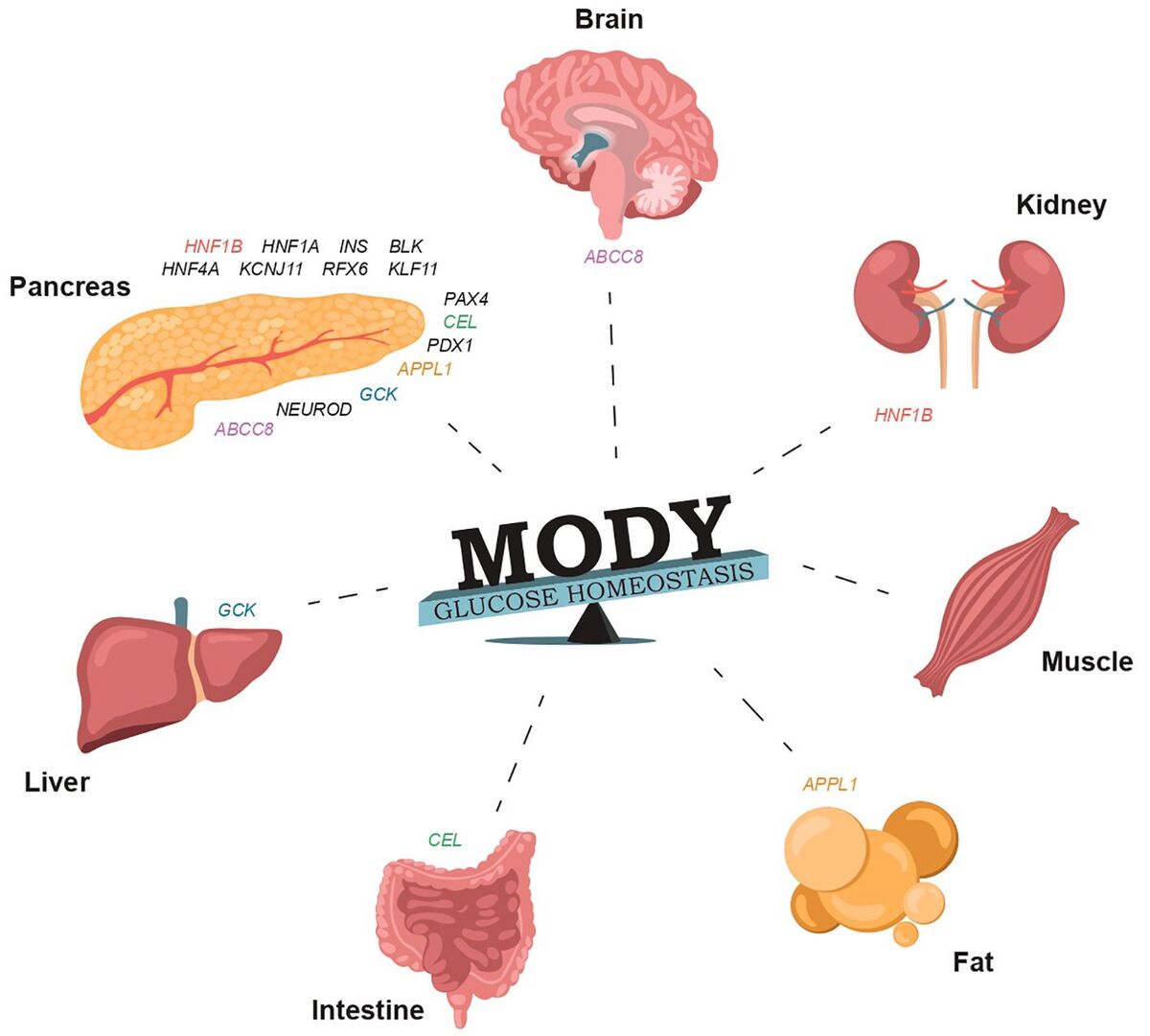 MODY-диабет — Рувики: Интернет-энциклопедия