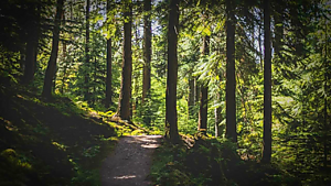 Рантуэ лес.png