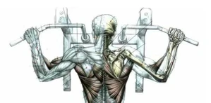 Подтягивания широким хватом.jpg