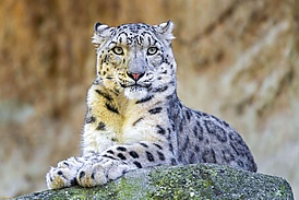 Снежный барс.jpg